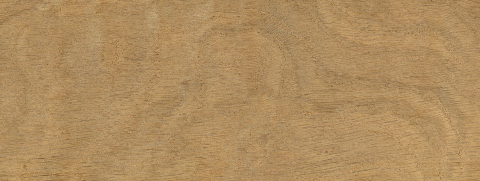 American White Oak