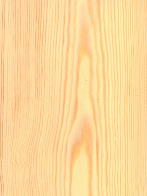 Valsain Pine Crown Cut