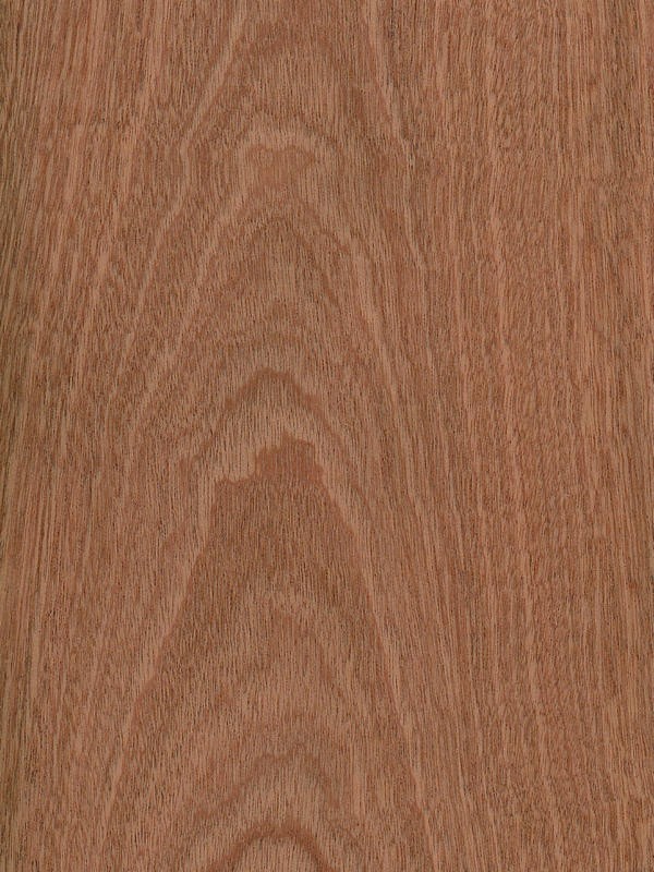 Sapele Crown Cut